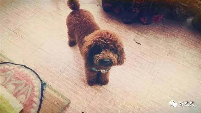 一只贵宾狗,一只贵宾犬