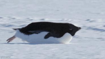 豆瓣9.7的企鹅版《无间道》，上演最萌版「原配撕小三」！