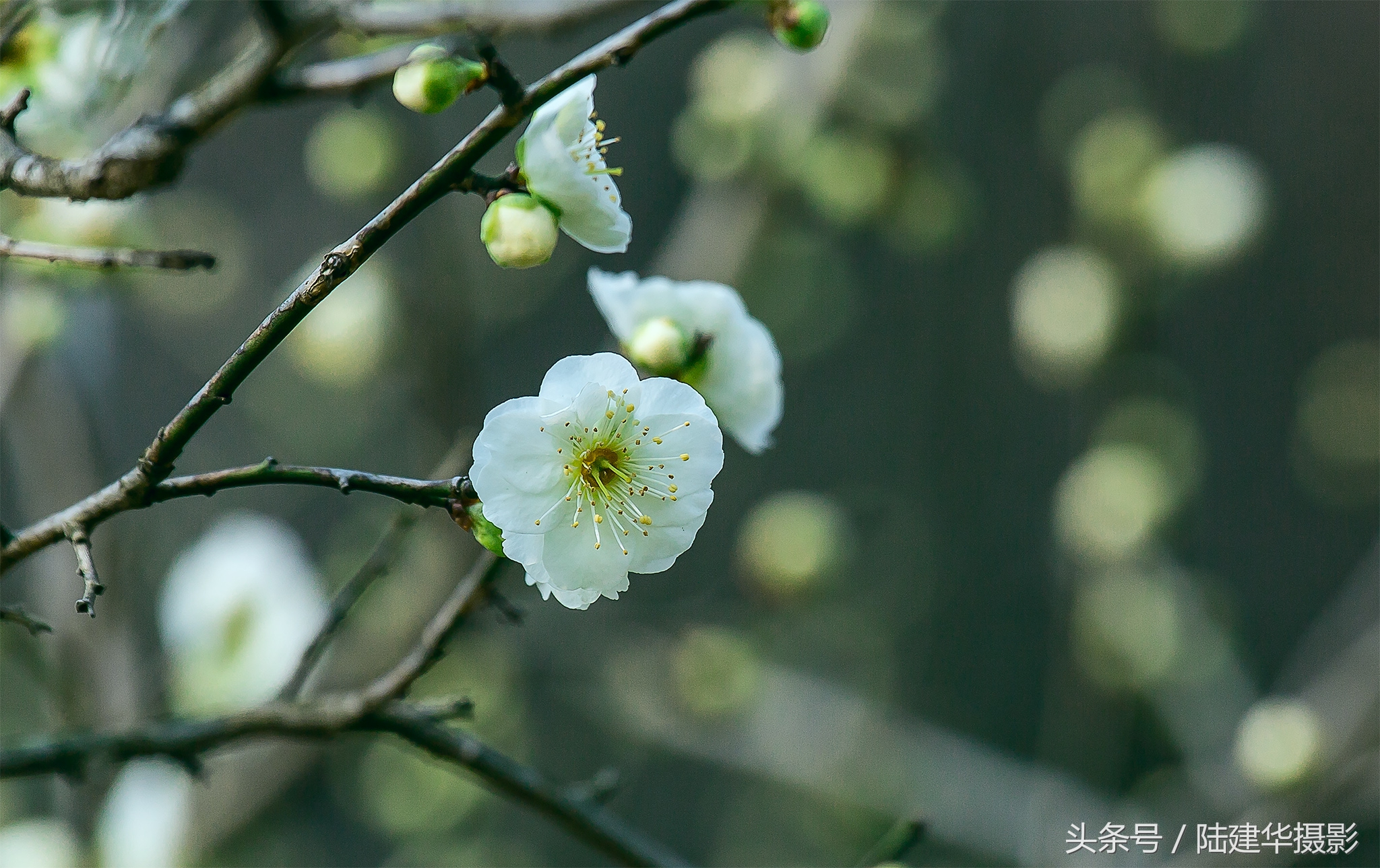 无锡梅园，春风十里不如你
