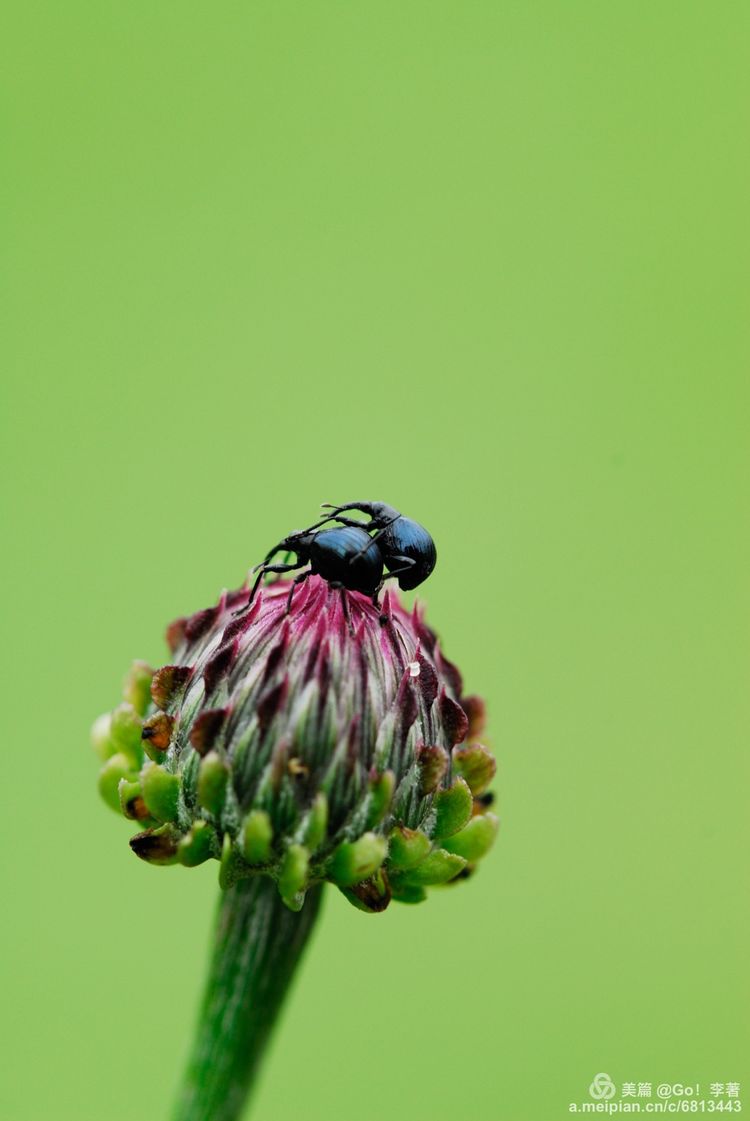 微距镜头下的昆虫视角,微距下的昆虫摄影