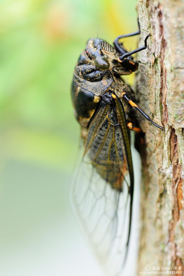 微距镜头下的昆虫视角,微距下的昆虫摄影