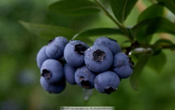 孕妇十大必吃零食排行榜,孕妇必吃的粗粮排行榜最新