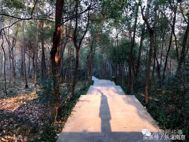 南京踏青赏梅乐享春光,赏梅园