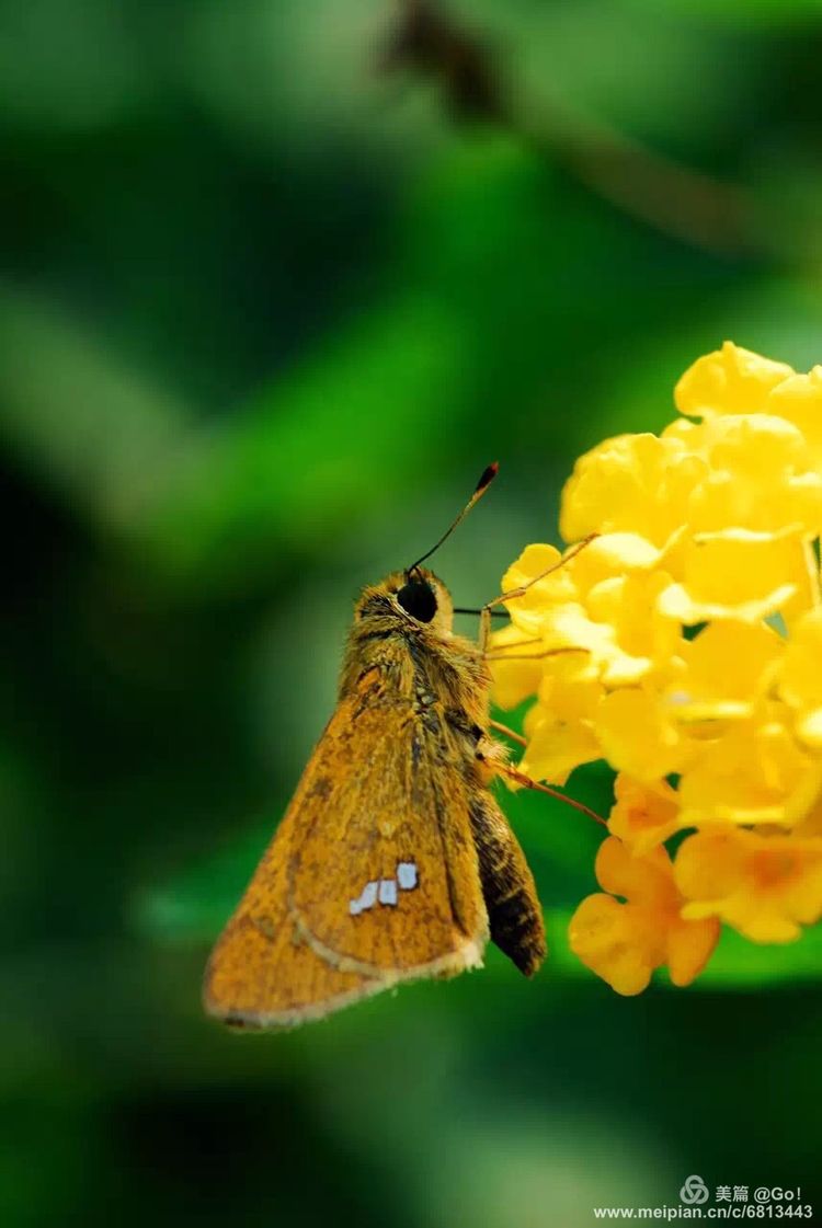 微距镜头下的昆虫视角,微距下的昆虫摄影