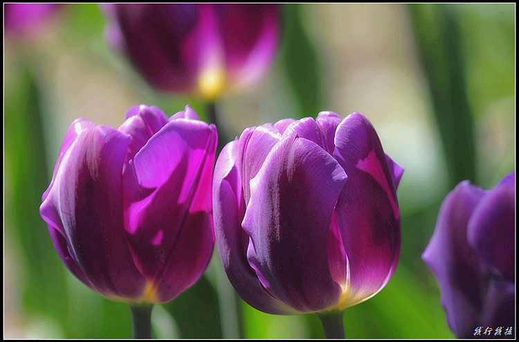 郁金香花卉摆放,郁金香花卉基地
