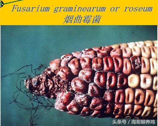 霉菌毒素对牛羊有什么危害,霉菌毒素超标对母猪有什么危害