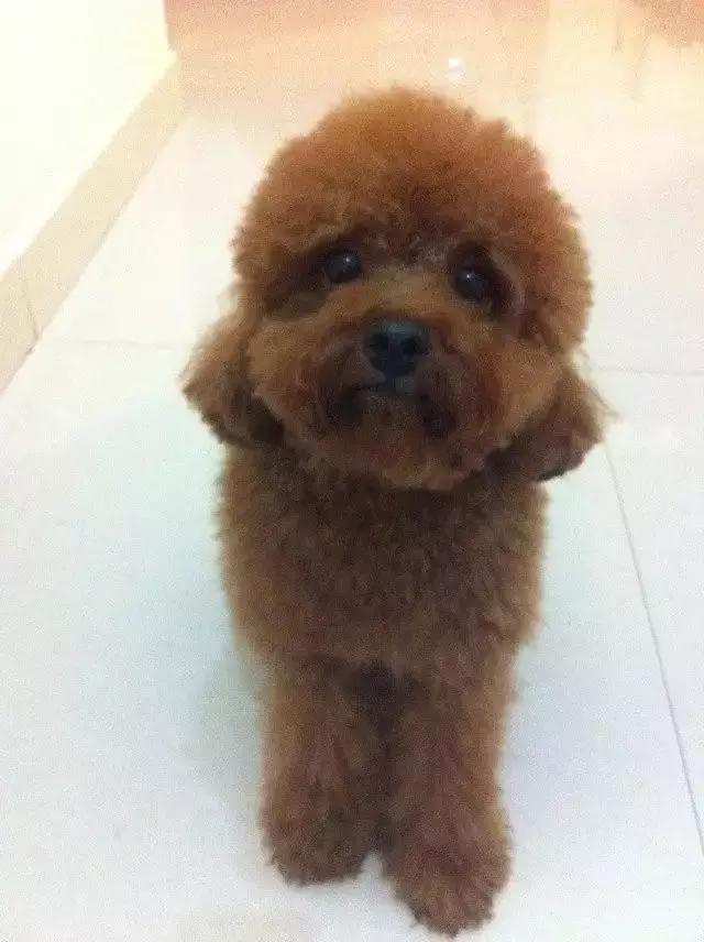 长沙宠物蜥蜴品种有哪些,别人家养的宠物蜥蜴食肉动物