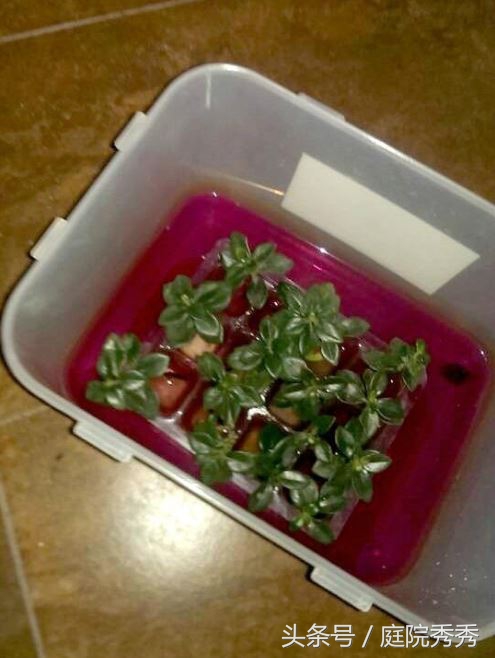 高锰酸钾消毒对植物有害吗,怎样用高锰酸钾给植物消毒