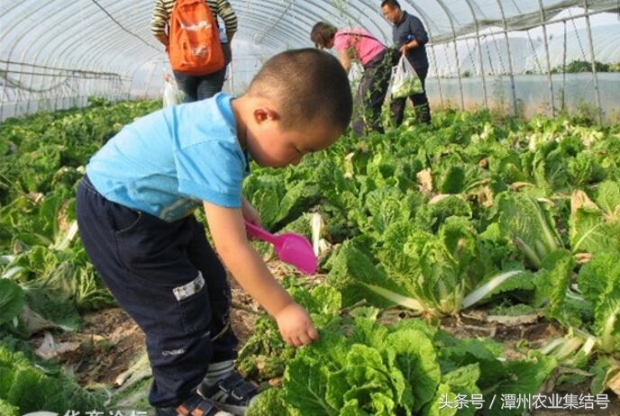 种植什么项目最好赚钱,山区种植赚钱项目