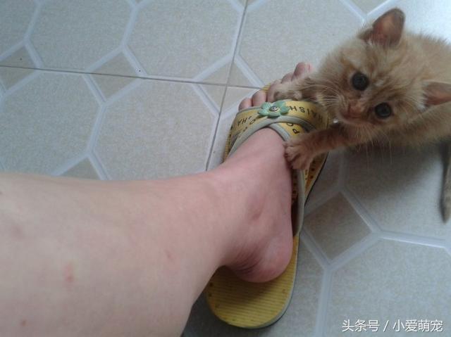 猫咪身上长蛆了会死吗,猫咪后腿被咬能自愈吗