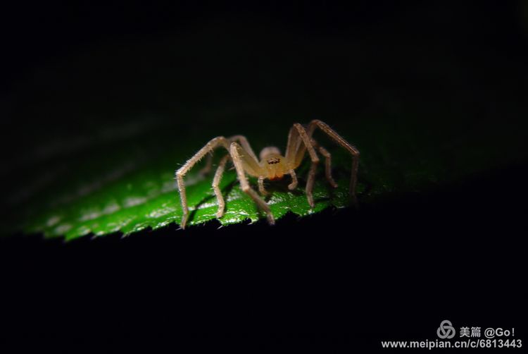 微距镜头下的昆虫视角,微距下的昆虫摄影