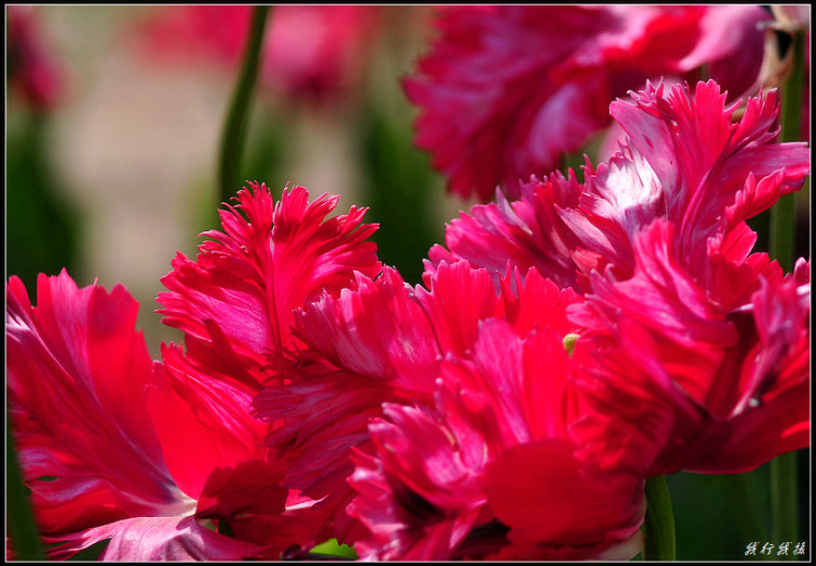 郁金香花卉摆放,郁金香花卉基地