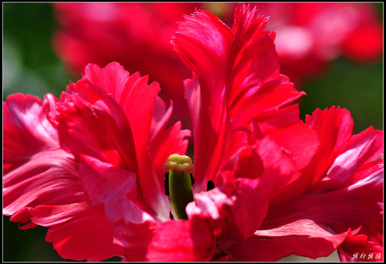 郁金香花卉摆放,郁金香花卉基地