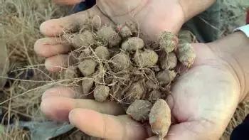 黑枸杞你知道怎么吃比较好,黑枸杞怎样种