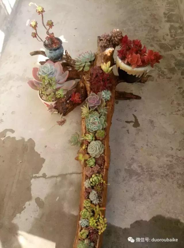 春天的多肉带给枯木新的生机，于是它们相爱了！