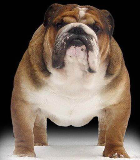 普遍的狗狗品种大全及图片,所有狗狗品种集合大全