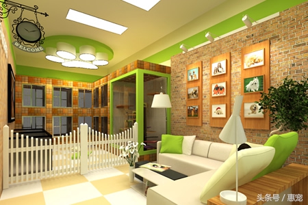 绝育手术的术后护理,母猫绝育术后护理