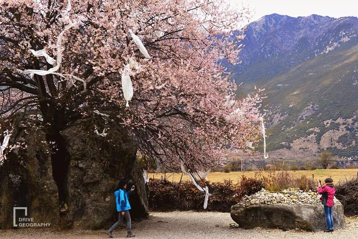 连联合国都赞不绝口的百里桃花，你真的不带她看一下吗？