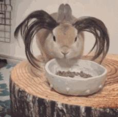 搞笑动图157期,鸡吃米搞笑动图