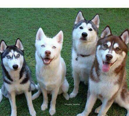 普遍的狗狗品种大全及图片,所有狗狗品种集合大全