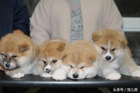 狗狗吃过驱虫药拉稀怎么办,狗狗吃了驱虫药之后拉肚子正常吗