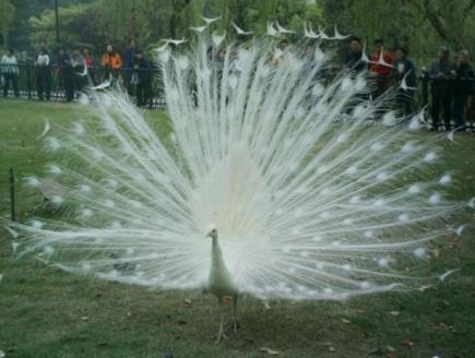 西双版纳每个景区都很美,西双版纳什么时候最美