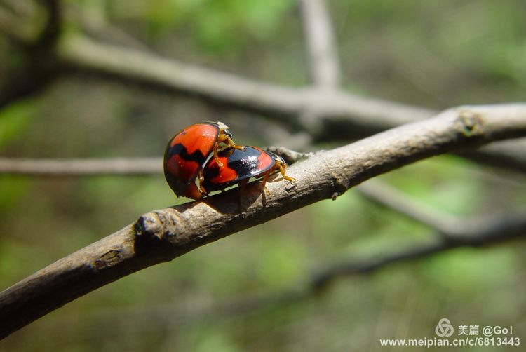微距镜头下的昆虫视角,微距下的昆虫摄影