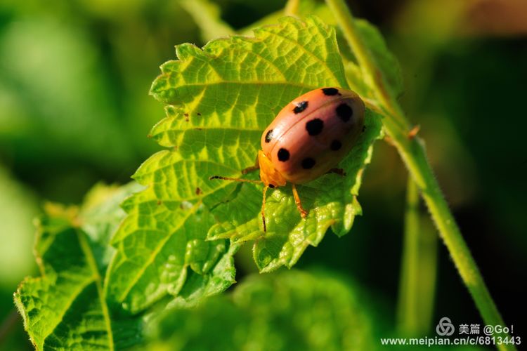 微距镜头下的昆虫视角,微距下的昆虫摄影