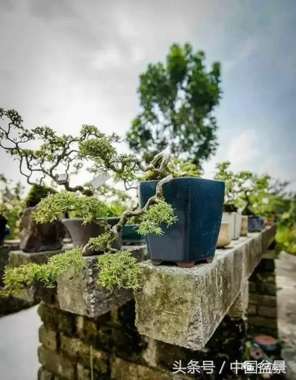 盆景知识与交流,养花知识大全小盆景