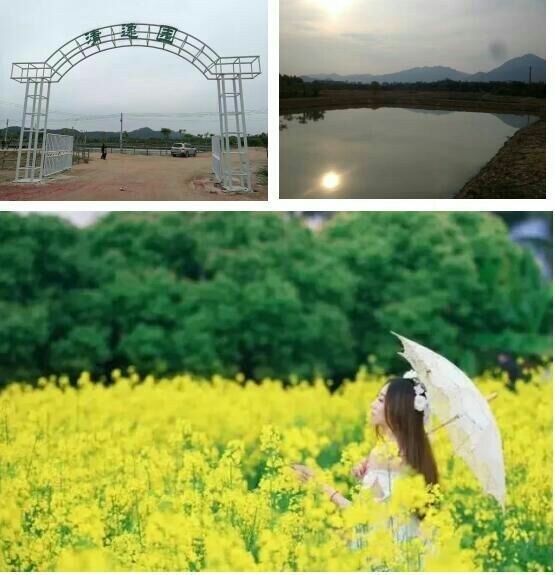 田野音乐会空降清逸园,花海与音乐,约不约?