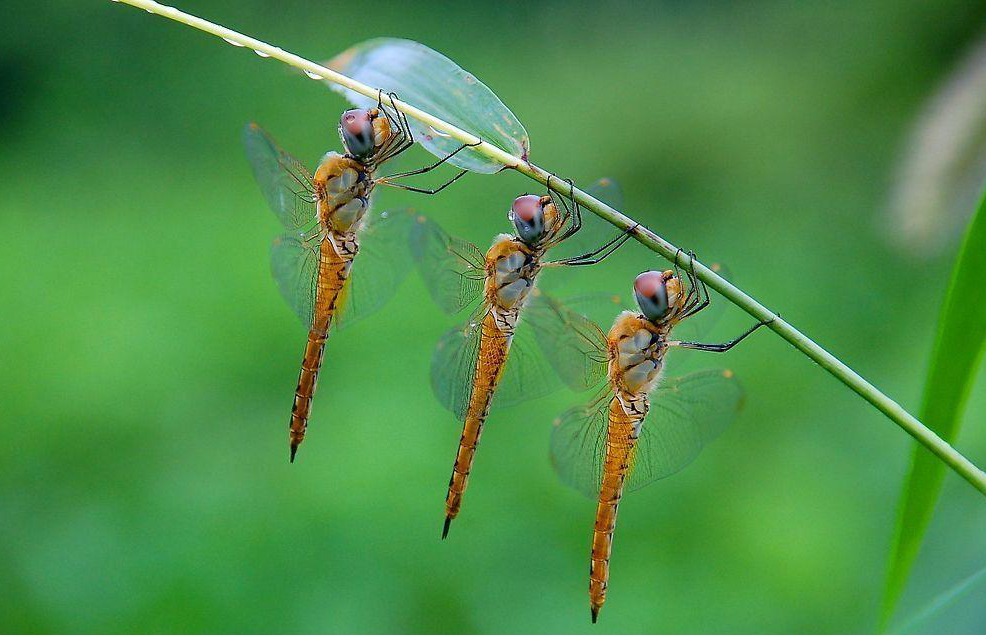 农村常吃的十种虫子,小时候常吃的八种虫子