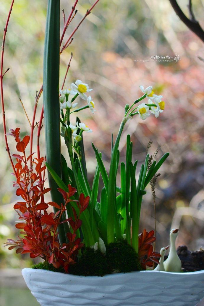 水仙花卉美图,植物水仙子图片