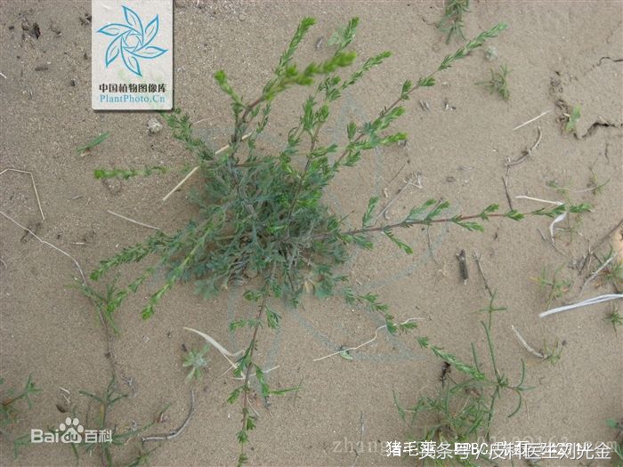 二月茵陈四月蒿包括艾蒿吗,茵陈蒿和青蒿图片