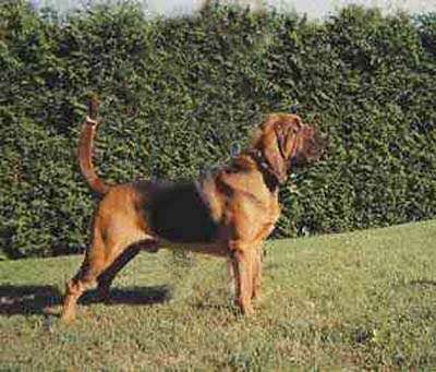 狗狗品种收集大全,收藏狗狗