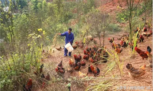 目前最好的养殖土鸡方法,土鸡养殖基础有哪些