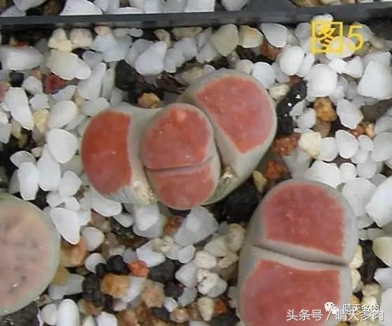 收到生石花处于蜕皮时期如何处理,生石花蜕皮最佳时间