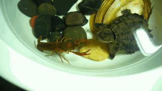 怎样挑选乌龟才是最好的,新手怎么选乌龟