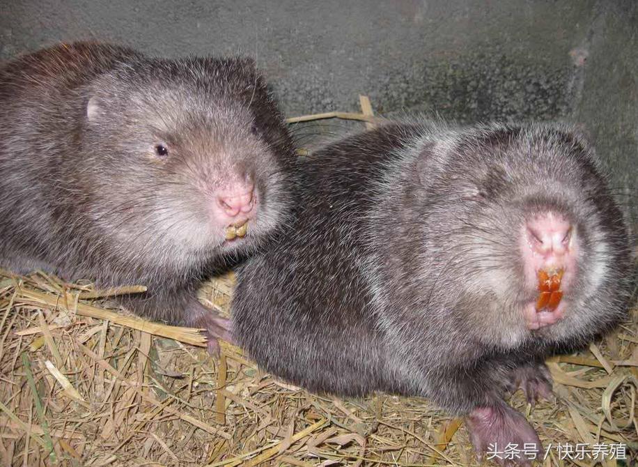 养殖竹鼠的经济效益怎么样,养殖100对竹鼠建窝需要多少成本