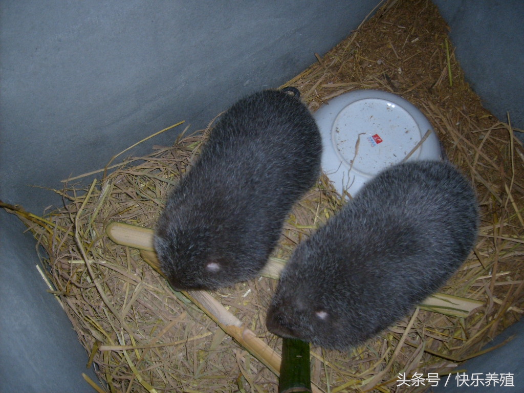 养殖竹鼠是致富还是骗局,竹鼠养殖产业怎么样