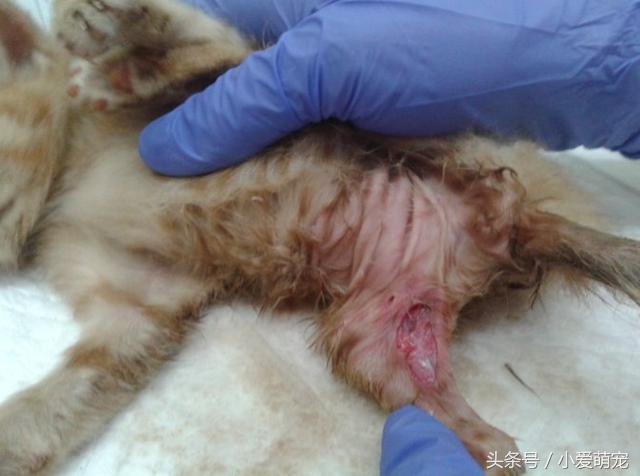 猫咪身上长蛆了会死吗,猫咪后腿被咬能自愈吗