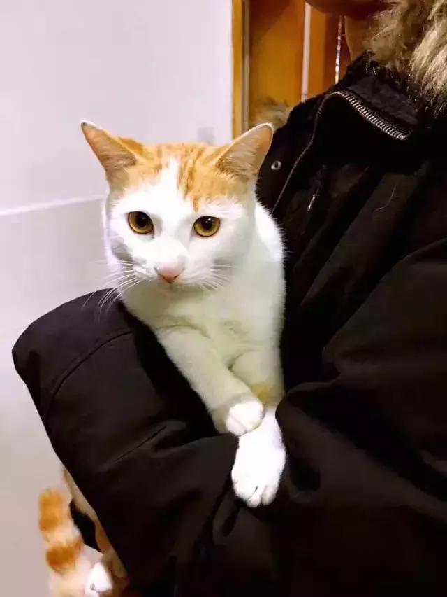 长沙宠物蜥蜴品种有哪些,别人家养的宠物蜥蜴食肉动物