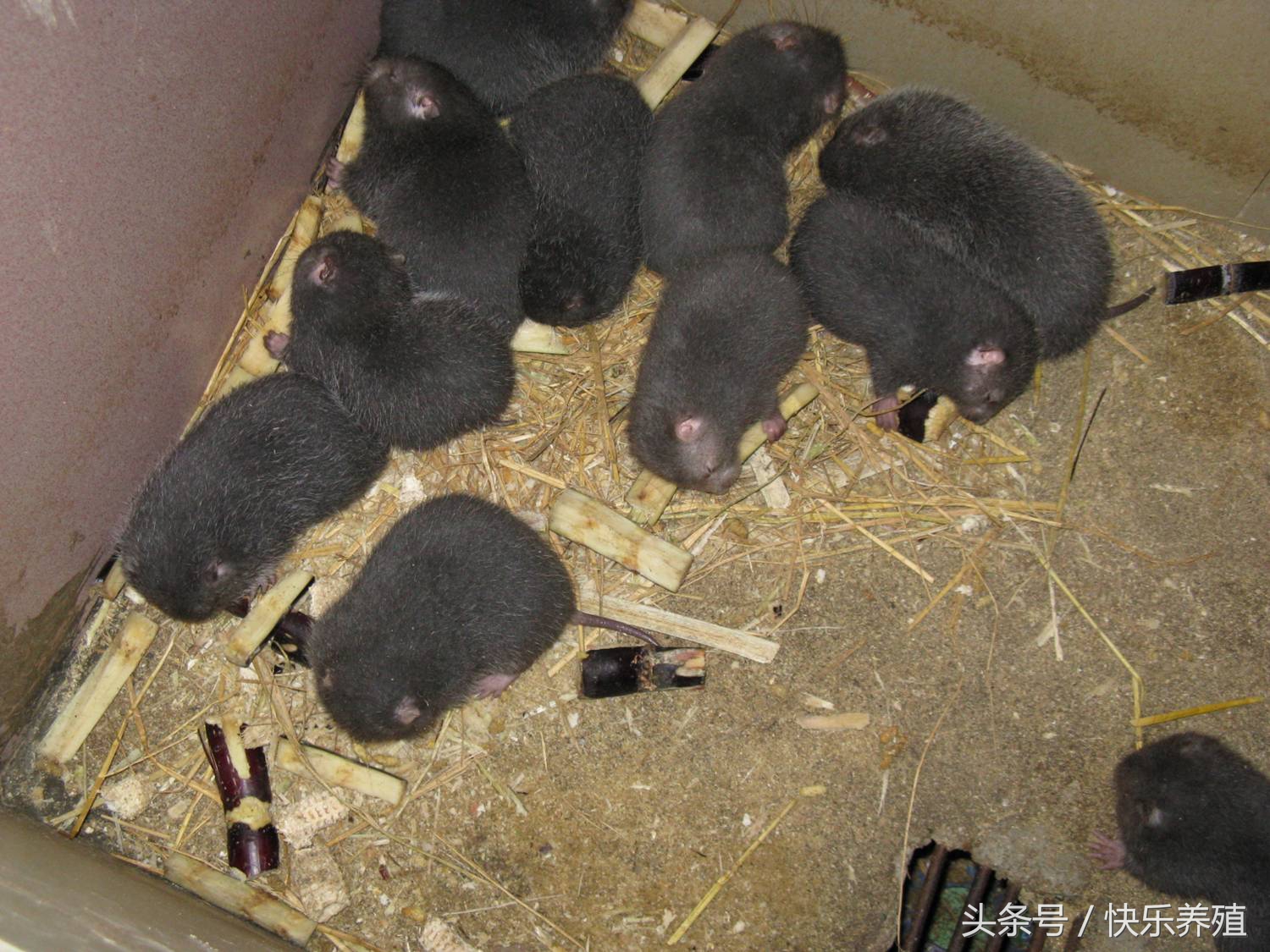 竹鼠能发家致富么,竹鼠投资与回报