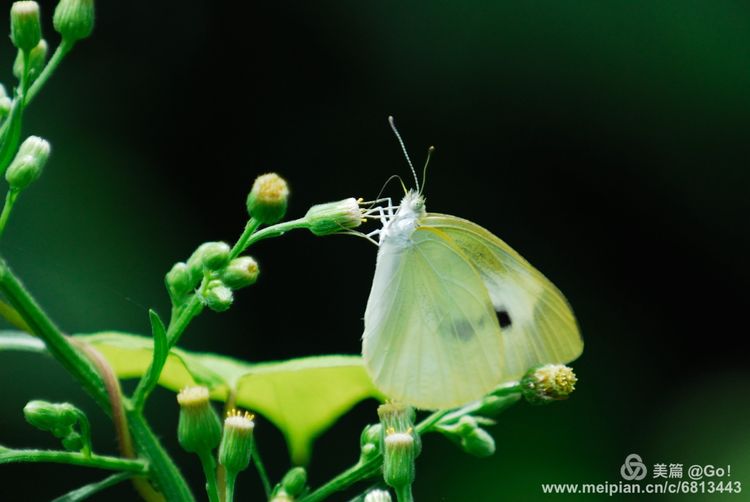 微距镜头下的昆虫视角,微距下的昆虫摄影