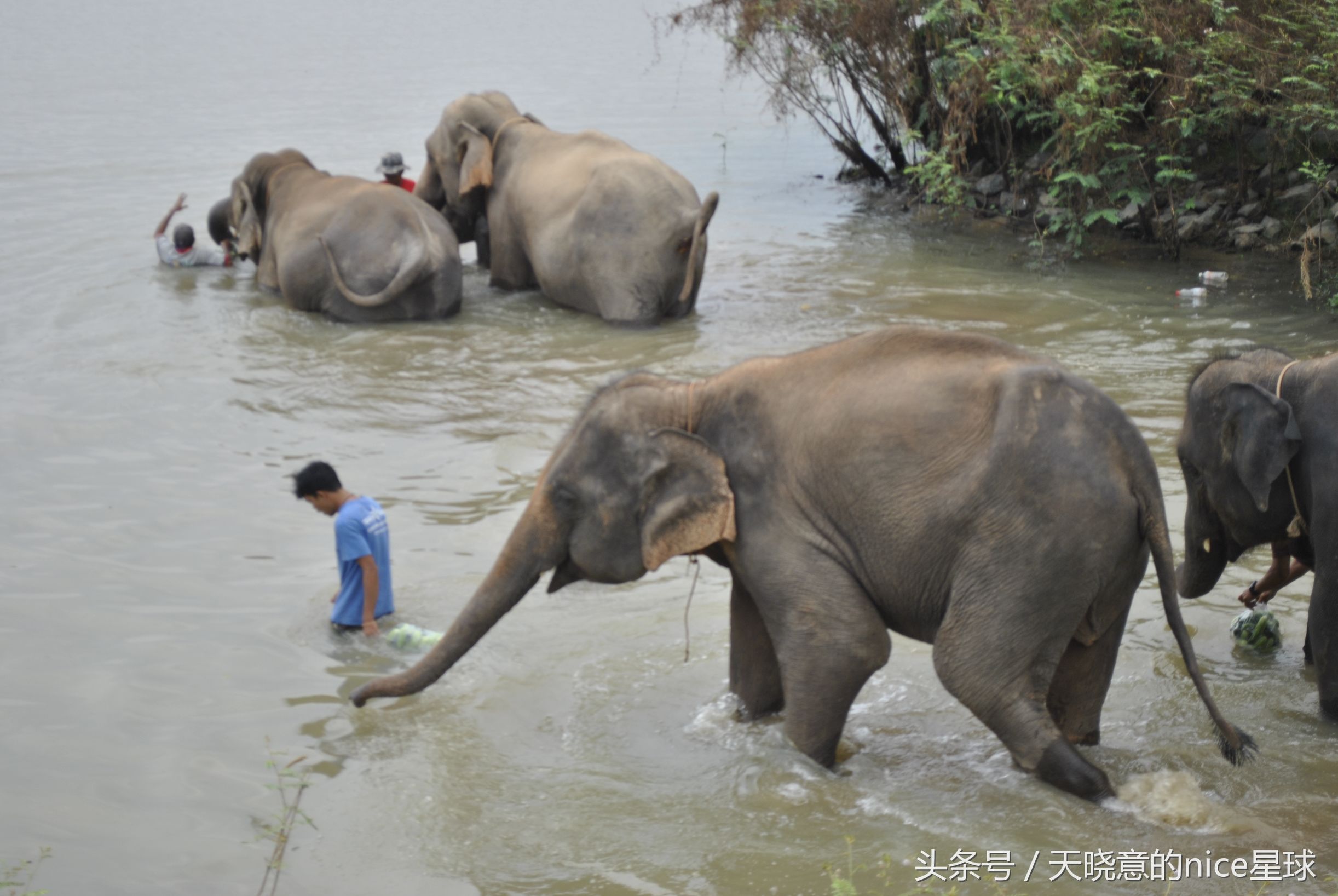 泰国大象旅行记,泰国旅游跟大象近距离接触