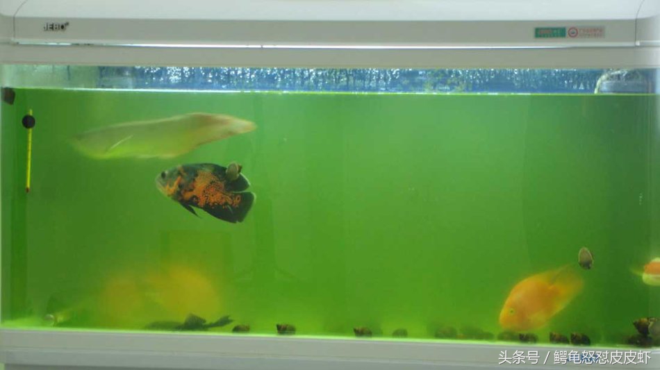 鱼缸上有划伤怎么修复,如何预防鱼缸绿藻