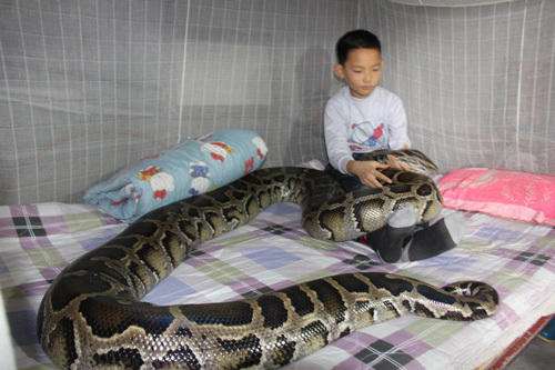 人蟒奇缘：海南岛风景秀丽的万泉河边，发生在椰子寨中的故事