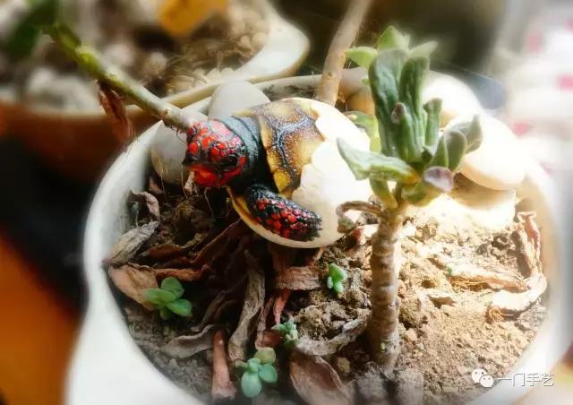 动物模型龟类,乌龟哪个模型好看