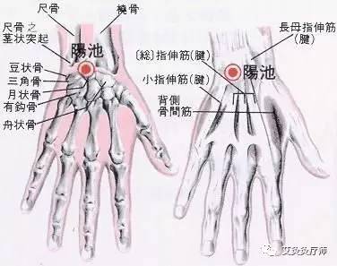 艾灸经络塑形,艾灸哪个穴位可以减内脏脂肪