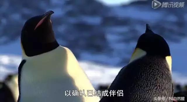 豆瓣9.7的企鹅版《无间道》，上演最萌版「原配撕小三」！