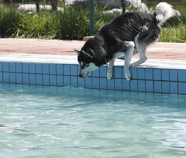 一下雨狗就害怕,下雨天狗狗太臭怎么办啊